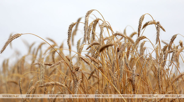 В Минсельхозпроде рассказали, какая урожайность складывается у зерновых культур