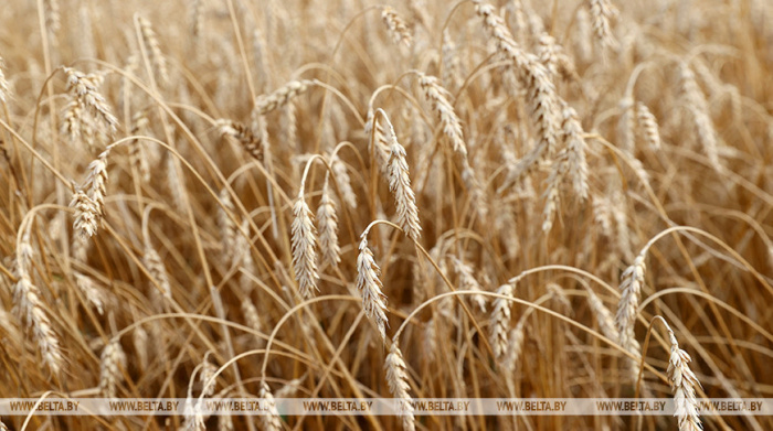 Урожай зерновых в мире может сократиться в этом сезоне на 1,7%
