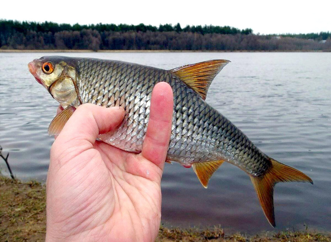 В реке Днепр поймана зараженная рыба: эпидемиологи предупреждают любителей рыбалки об опасности описторхоза 