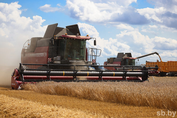 В Беларуси собрано более 2,6 миллиона тонн зерна с учетом рапса