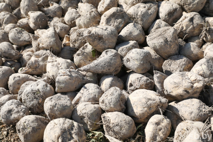 При нехватке кормов корнеплоды оставили гнить – КГК Гомельской области выявил порчу 50 т свеклы