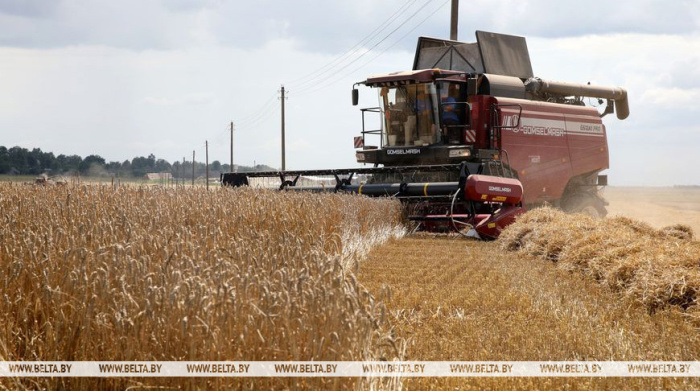 В Беларуси с учетом рапса намолотили более 4,4 млн тонн зерна