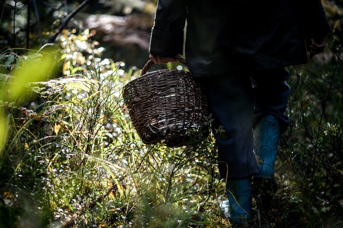 В Гомельском районе пенсионерка потерялась в лесу. Ее нашли работники МЧС
