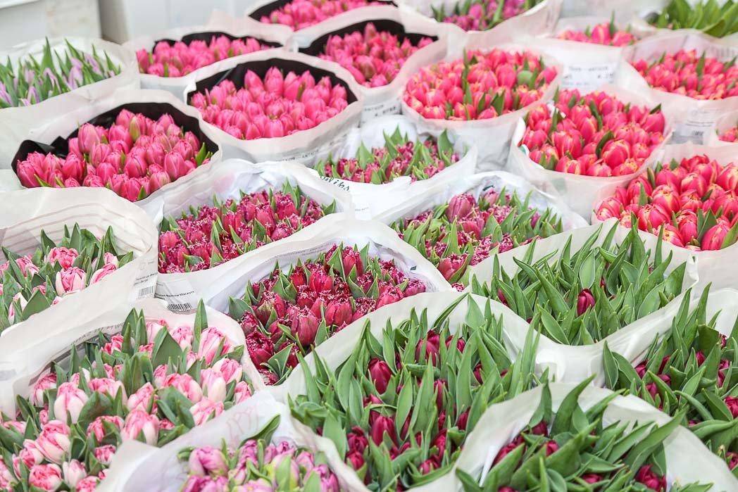 В Гомеле определили около 30 площадок, где можно торговать тюльпанами в преддверии 8 Марта
