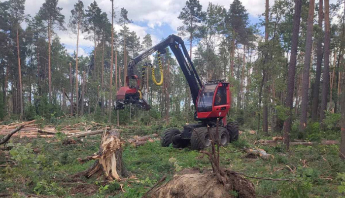 В Жлобинском районе усилия лесоводов направлены на спасение деловой древесины