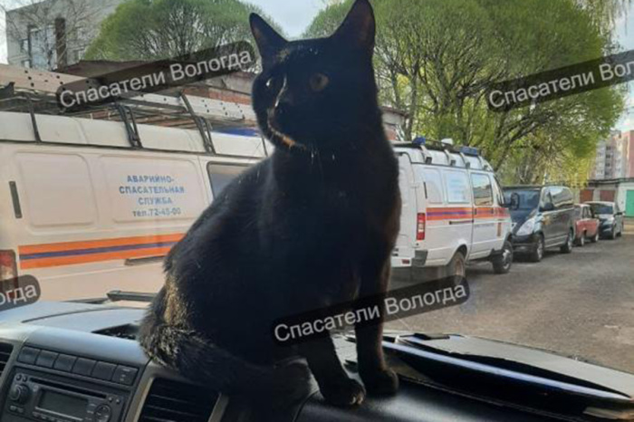 В Вологде кот Беляш, отстраненный от работы спасателем из-за лишнего веса, похудел и снова ездит на выезды