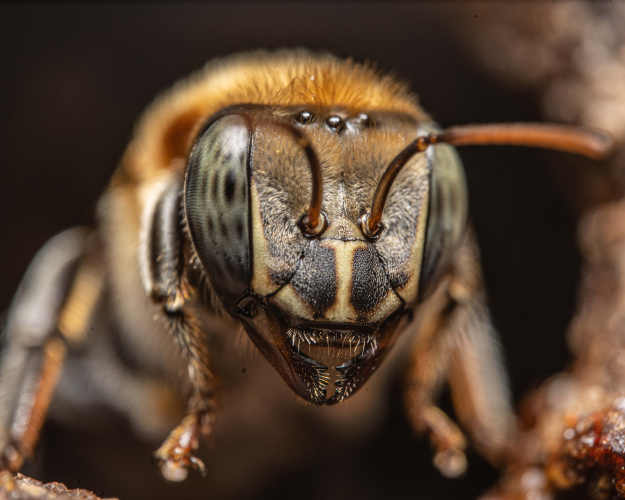 В Кении пчелиный рой отправили на поимку воров
