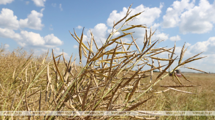 Озимый рапс на зерно в Беларуси убрали с 14,1% площадей