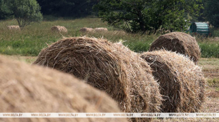 В Беларуси заготовлено более 46% сенажа