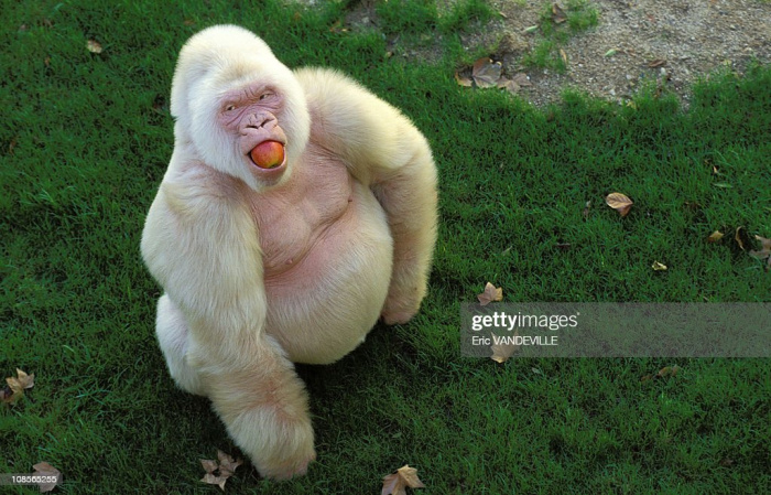 В зоопарке Барселоны жила единственная в мире горилла-альбинос по кличке Снежинка
