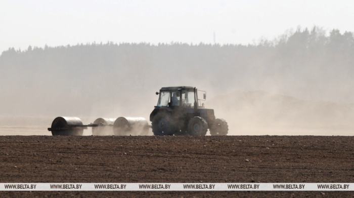 В Беларуси завершается сев кукурузы на зерно
