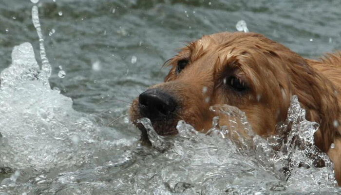 Гомельчанин утонул в реке Сож, спасая свою собаку