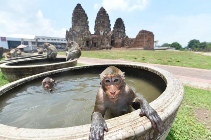 Стремительный рост популяции обезьян до 3,5 тысячи особей привел к запустению исторического центра таиландского города Лопбури