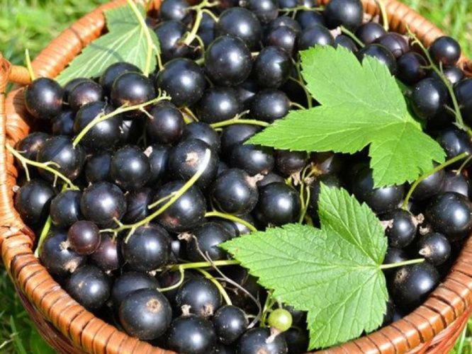 Черная смородина признана учеными самой полезной для здоровья ягодой из произрастающих в Великобритании