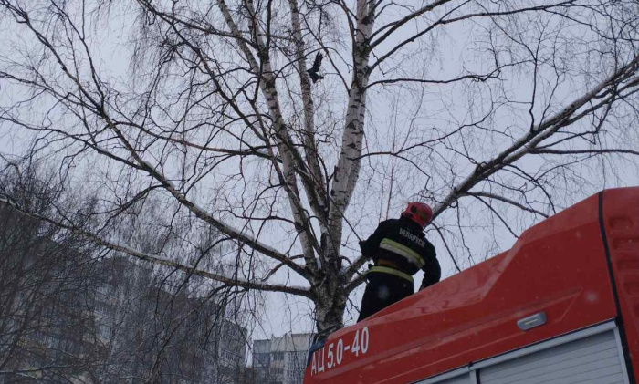 В Гомеле работники МЧС помогли вороне, которая застряла в ветках дерева