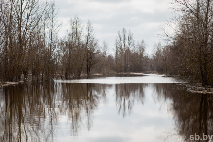За сутки в Гомельском и Калинковичском районах паводковыми водами подтоплено 11 подворий