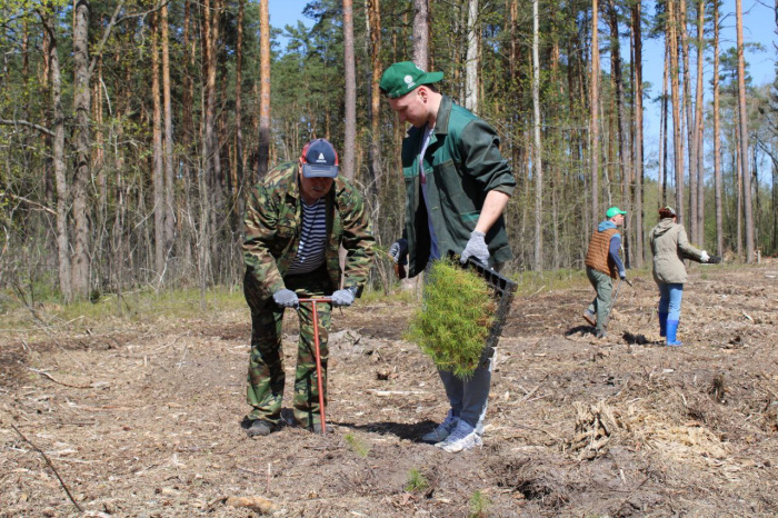 Профсоюзы Гомельщины поддержали акцию «Аднавім лясы разам» и посадили более 7,5 тысячи молодых деревьев