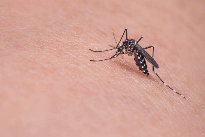 Энтомолог рассказала, как защититься от комаров