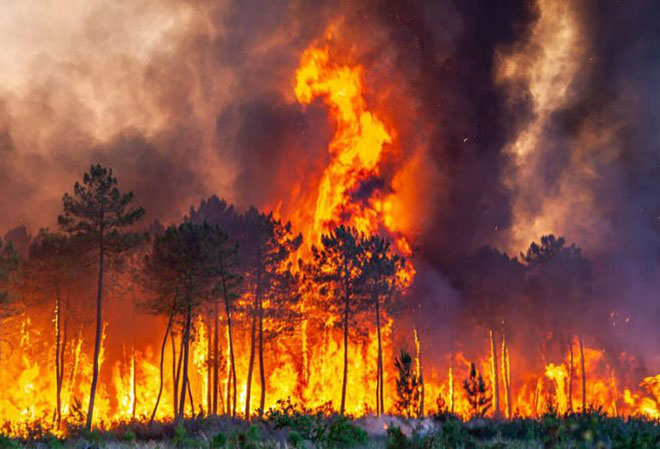 В Житковичском лесхозе локализовали крупный лесной пожар