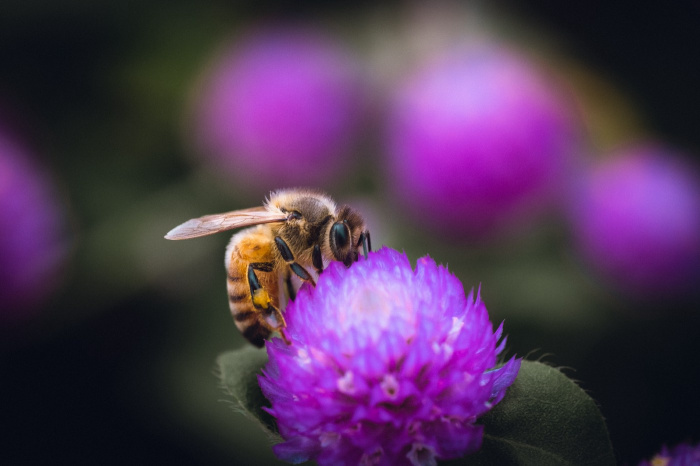В США есть место, где пчелы производят фиолетовый мед