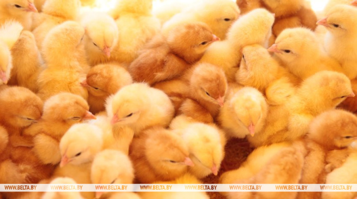 Где в Беларуси построить селекционно-генетический центр по птицеводству? Лукашенко предложили варианты