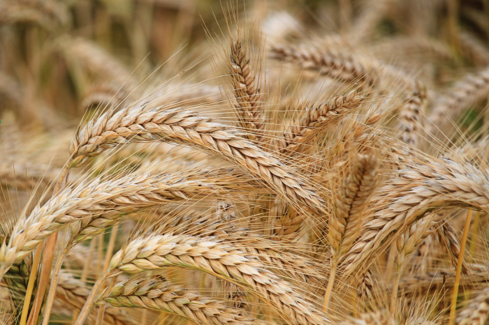 Почему лихорадит мировой рынок продовольствия и кто пострадает от повышения цен на зерно