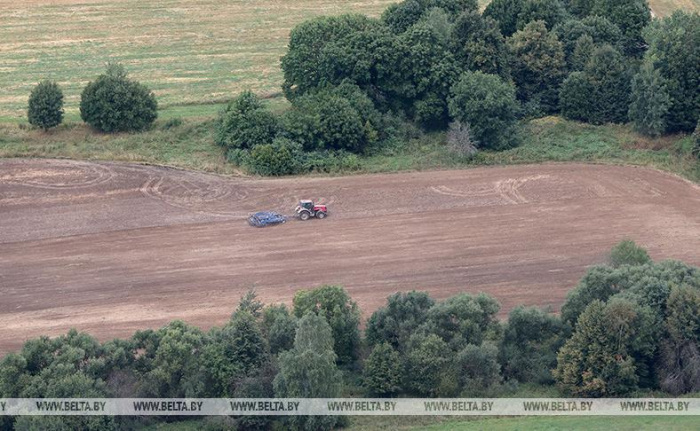Озимые зерновые в Гомельской области посеяли почти на четверти запланированных площадей