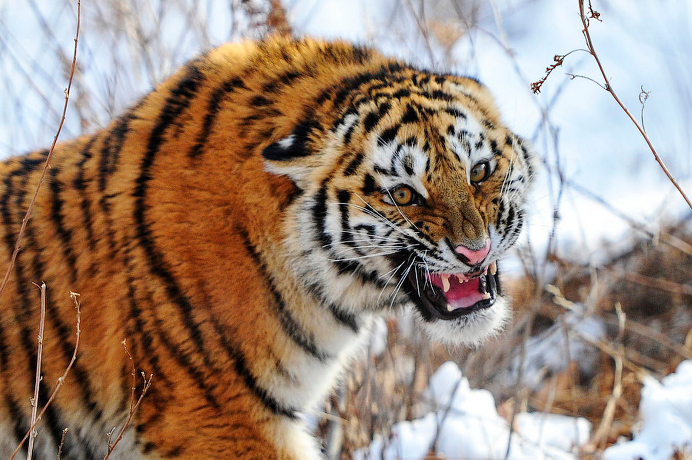 Tigr. Амурский (Уссурийский) тигр. Уссурийский тигр и Амурский тигр. Дальневосточный Уссурийский тигр. Амурский тигр Panthera Tigris altaica.