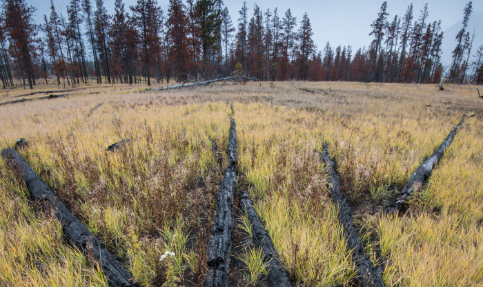 За прошедшие сутки в Гомельской области ликвидировали 15 пожаров травы и кустарника