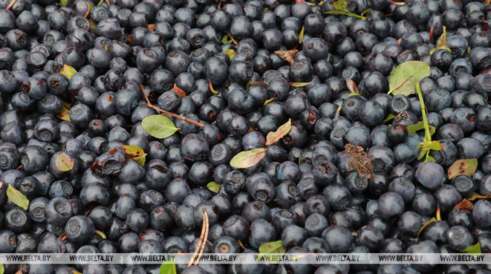 Сезон ягод в разгаре: в Гомельской области организации потребкооперации закупили более 150 т черники