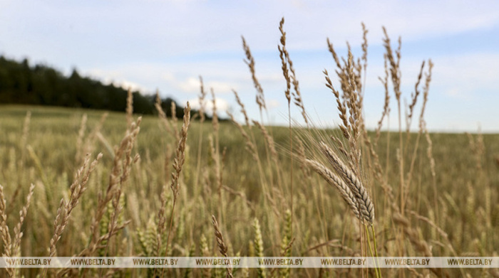 Белгидромет: условия для формирования колоса и налива зерна яровых зерновых останутся благоприятными