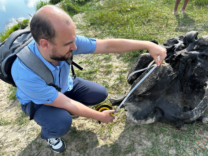 В Ветковском районе спасатели нашли в акватории реки останки мамонта