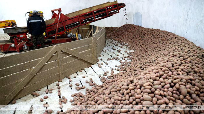 Ученый: сорта отечественной селекции в посадке картофеля занимают 60-65%