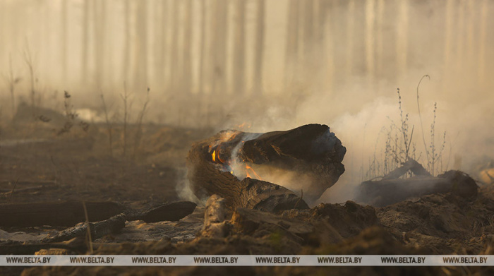 В Гомельской области ликвидировано 16 лесных возгораний