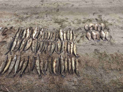 Житель агрогородка Дяковичи Житковичского района установил браконьерский рекорд по ущербу природе
