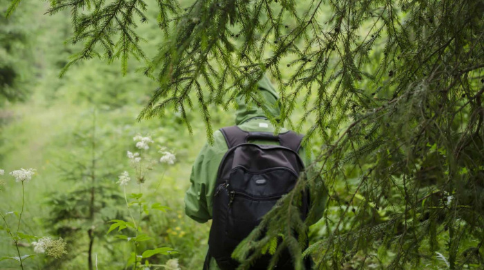В Гомельской области за сутки в лесах заблудились два человека