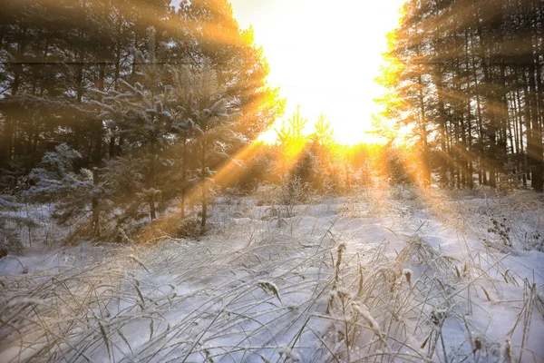 depositphotos_224917440-stock-photo-winter-landscape-sunny-frosty-morning.jpg