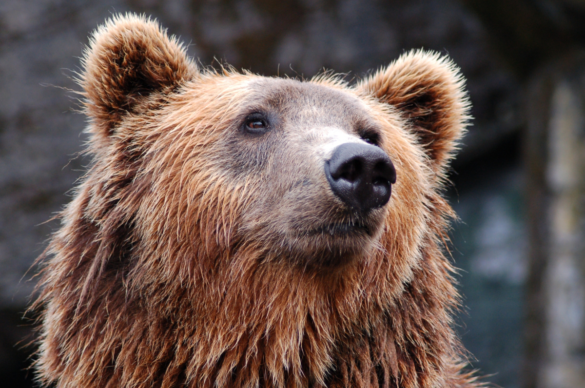 Природнадзор ХМАО предупредил об опасности встреч с медведями. Инфографика
