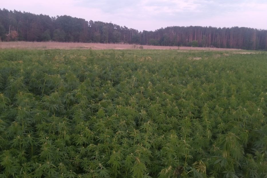 В Херсонской области обнаружили поле конопли на более чем 300 миллионов гривен