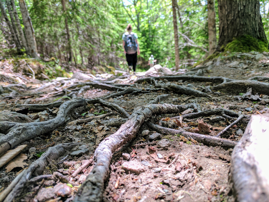 forest-tree-roots-on-path.jpg