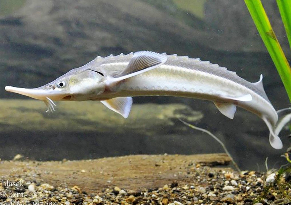 Рыбы Беларуси Фото