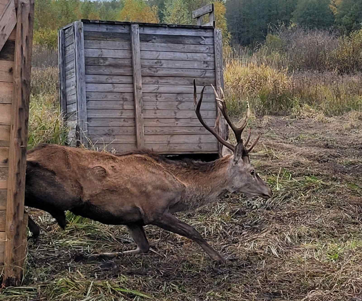 национального парка припятский