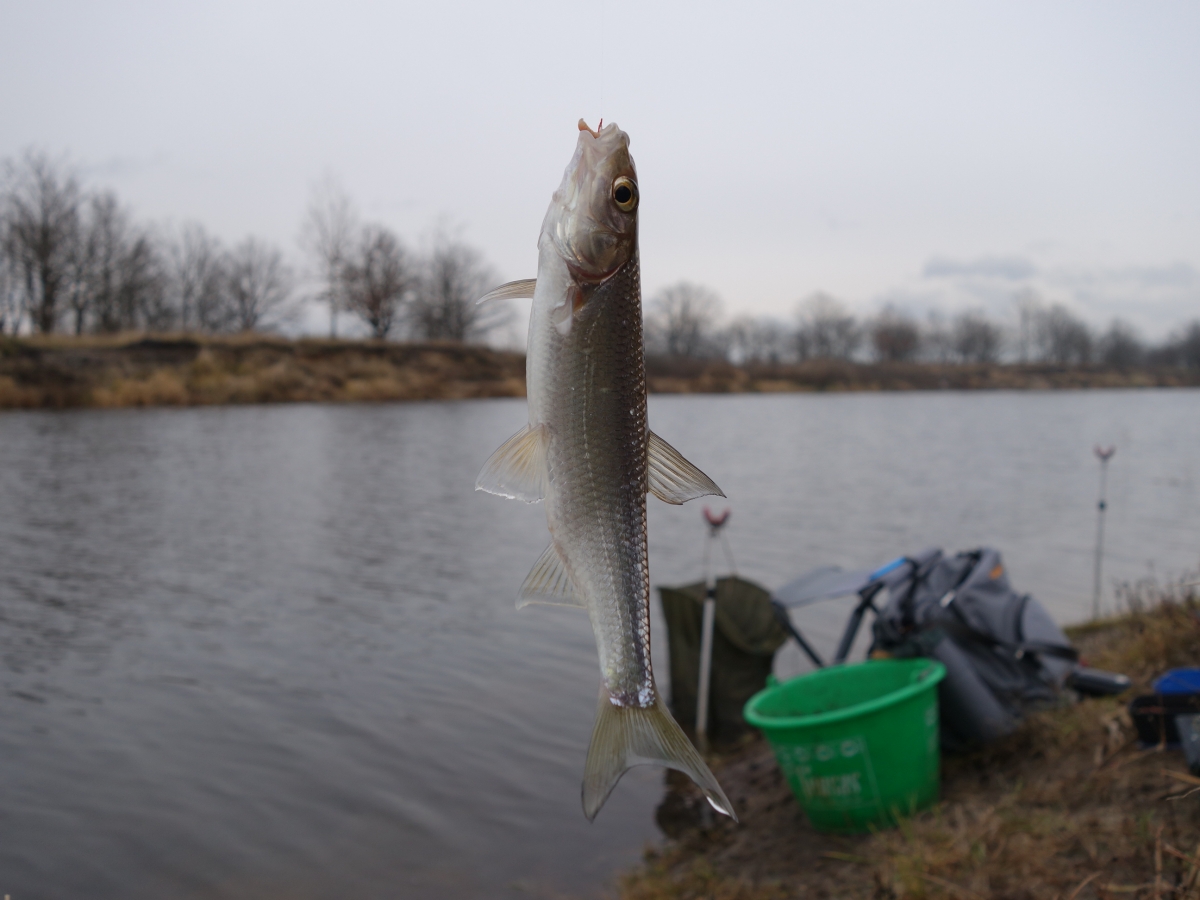 Ловля ельца зимой – особенности ловли - На рыбалке!